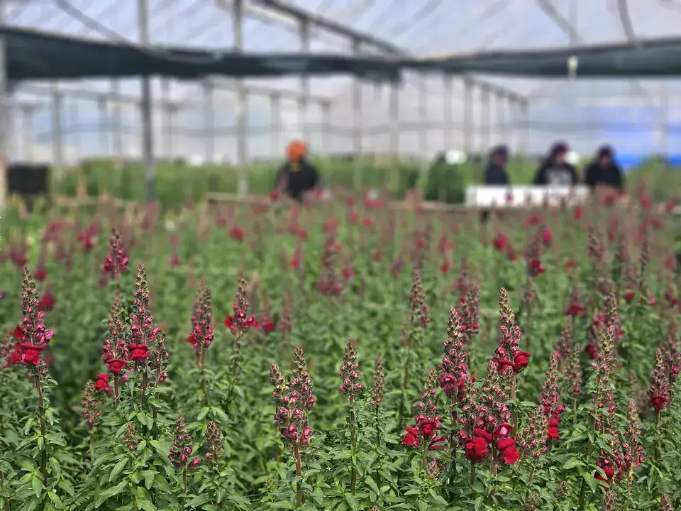 Aslanağzı Üretimiyle Avrupa Pazarına İlk Sevkiyat 2